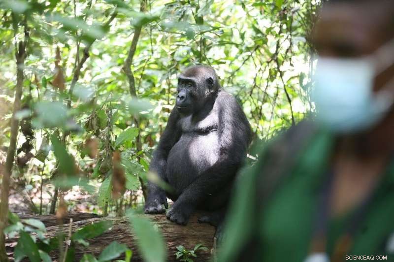 Gabon Reopens National Park for Great Ape Tourism and Conservation