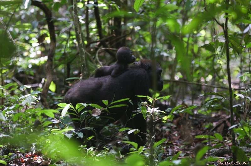 Gabon Reopens National Park for Great Ape Tourism and Conservation