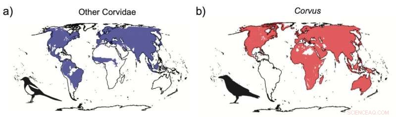 Corvids: The Remarkable Intelligence Driving Crow and Raven Success