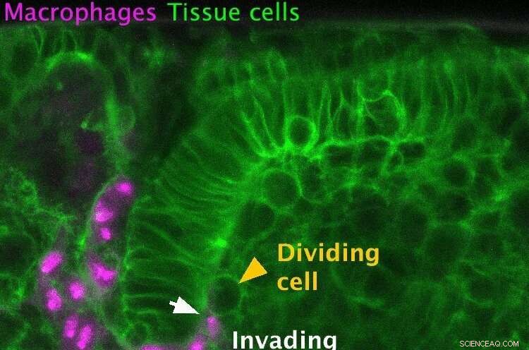 Immune Cell Entry into Tissues: Understanding Cell Division
