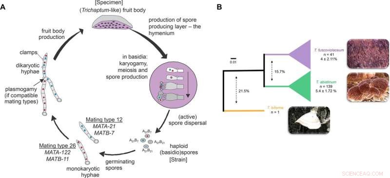 Trichaptum Mushrooms: Uncovering Over 17,000 Gender Alleles in Sister Species