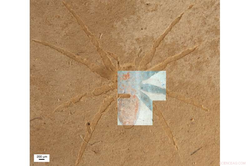 UV Microscopy Reveals Secrets of Ancient Spider Fossil Preservation in France