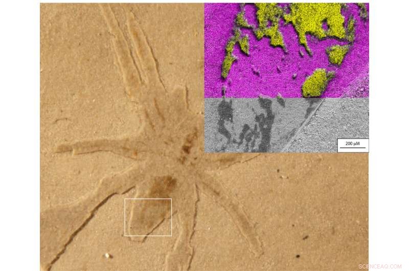 UV Microscopy Reveals Secrets of Ancient Spider Fossil Preservation in France