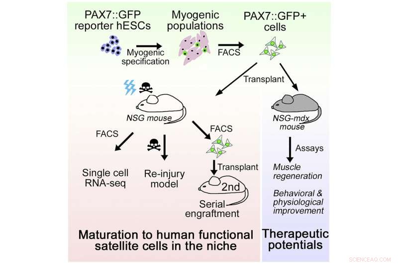 Lab-Grown Muscle Cells Show Promise for Injury Repair and Disease Treatment