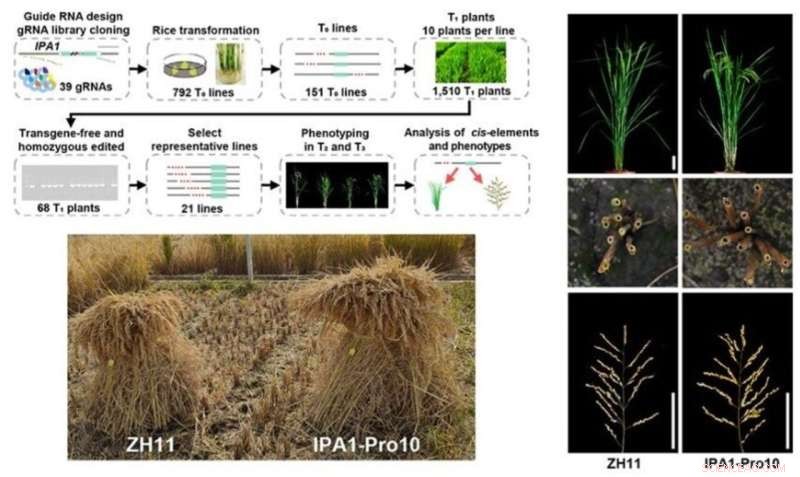 Overcoming Trait Tradeoffs to Increase Rice Yield | IGDB