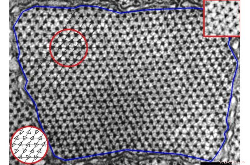 Physics Model Reveals Novel Muscle Structure in Vertebrates