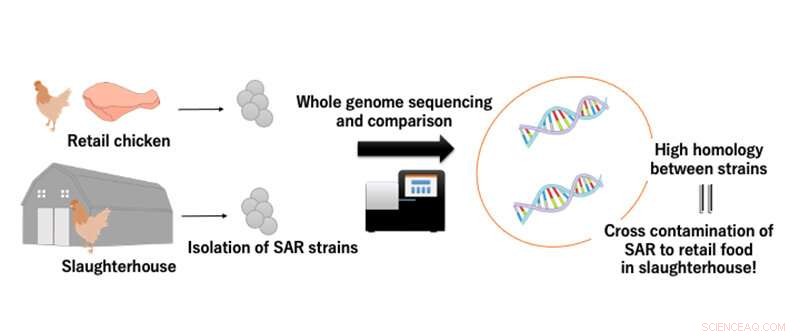 Foodborne Pathogen: Investigating Contamination Routes of *Staphylococcus argenteus*