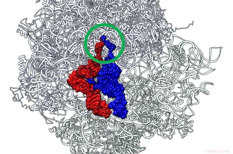 Protein Synthesis: A Detailed Look at the Translation Process