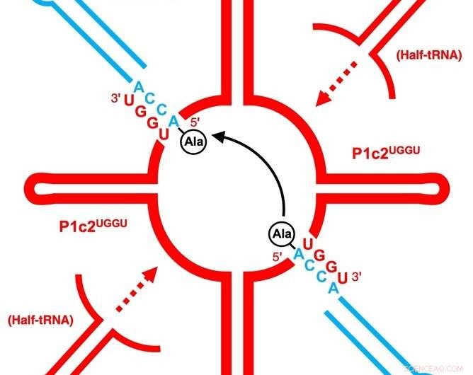 Protein Synthesis: A Detailed Look at the Translation Process