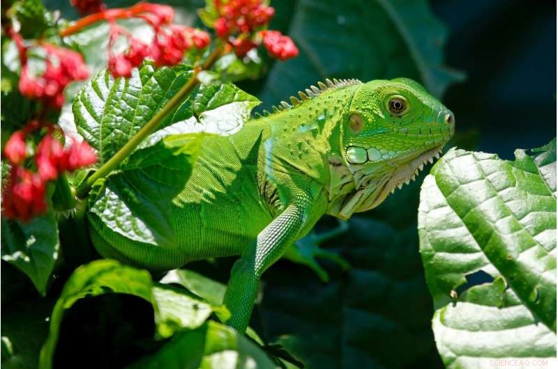 Ecotourism s Impact on Northern Bahamian Rock Iguanas: A Sugar Rush?