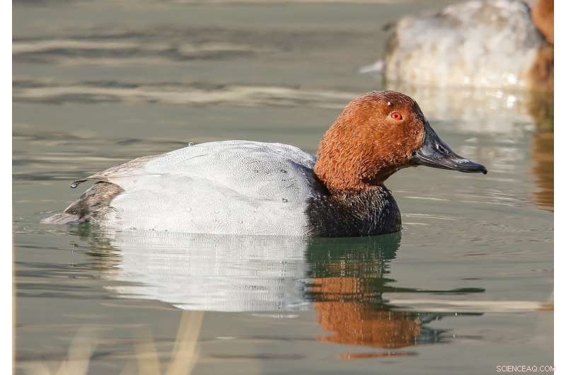 Bird Language Diversity App: Connecting Researchers for Conservation