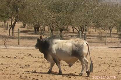 Genetic Discovery Offers Hope for Controlling East Coast Fever in African Cattle