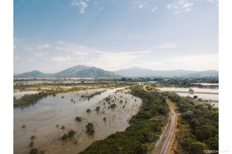 Impact of Invasive Bullfrogs & Sunfish on Western Floodplain Ecosystems