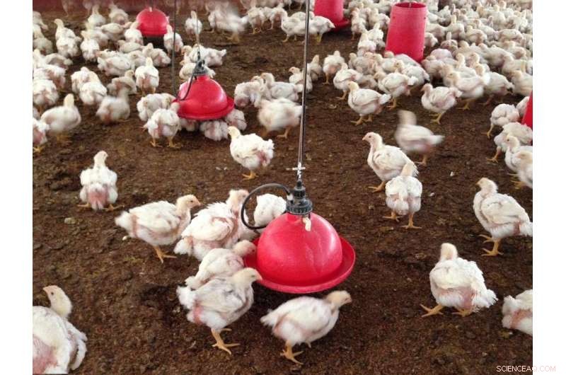 High-Flavonoid Corn Improves Broiler Chicken Health & Reduces Disease Risk