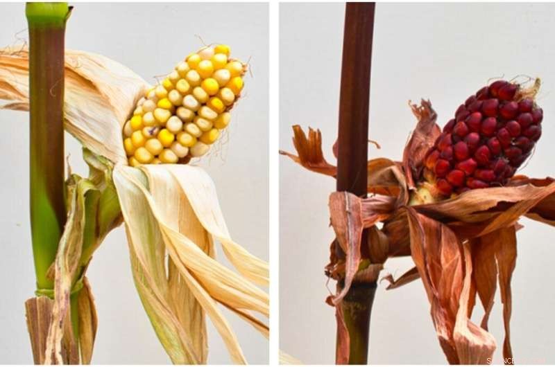 High-Flavonoid Corn Improves Broiler Chicken Health & Reduces Disease Risk