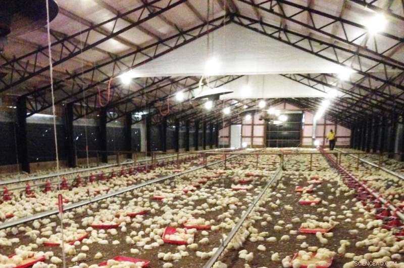 High-Flavonoid Corn Improves Broiler Chicken Health & Reduces Disease Risk