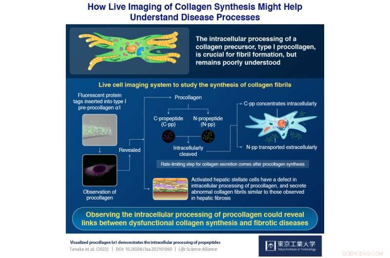 Real-Time Live Cell Imaging of Collagen Synthesis: A Novel Method