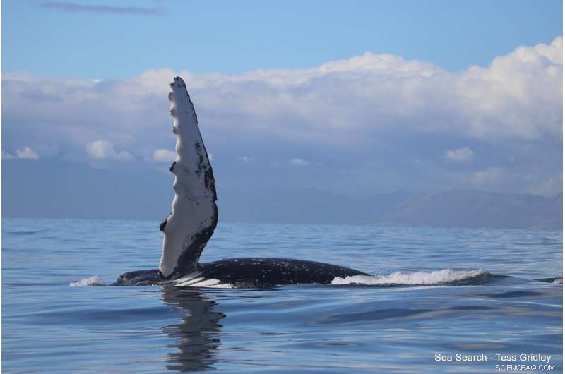Humpback Whale Communication: New Sounds Reveal Migration Secrets