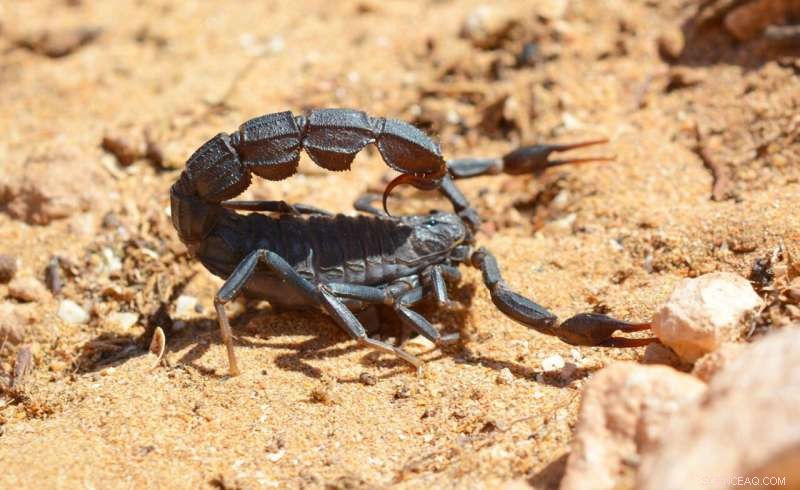 Smaller Scorpions Pack a Potent Punch: Venom Strength vs. Size