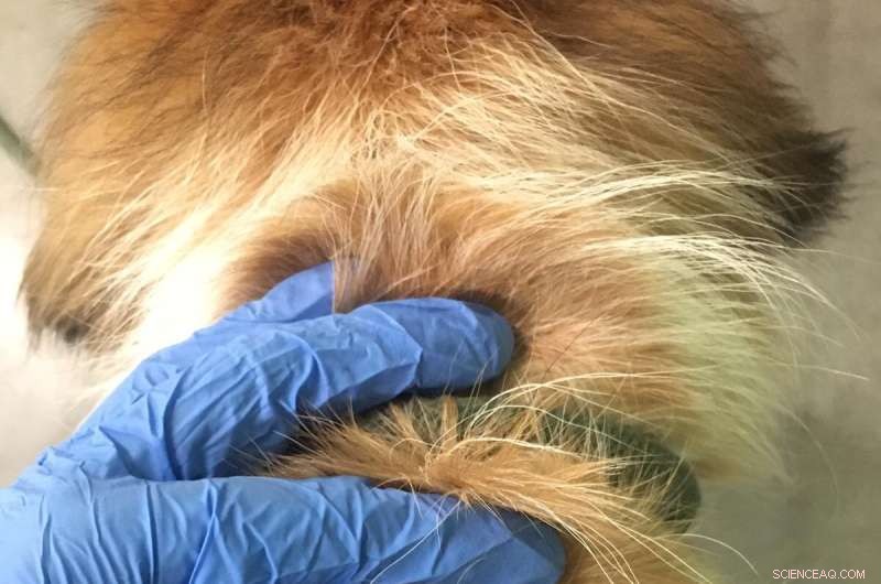 Stress Levels in Shelter Dogs Detected Through Hair Cortisol Analysis