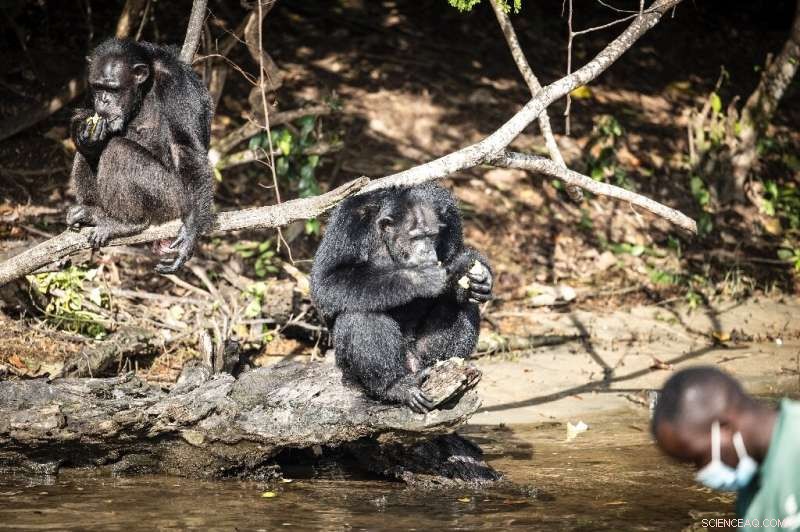 Liberia Chimpanzees Find Sanctuary After Lab Research