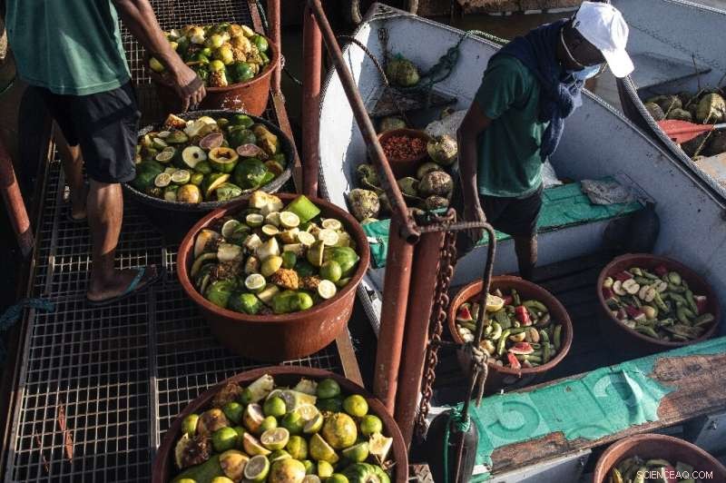 Liberia Chimpanzees Find Sanctuary After Lab Research