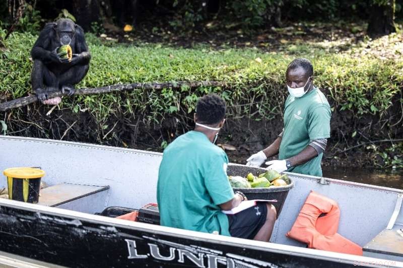 Liberia Chimpanzees Find Sanctuary After Lab Research