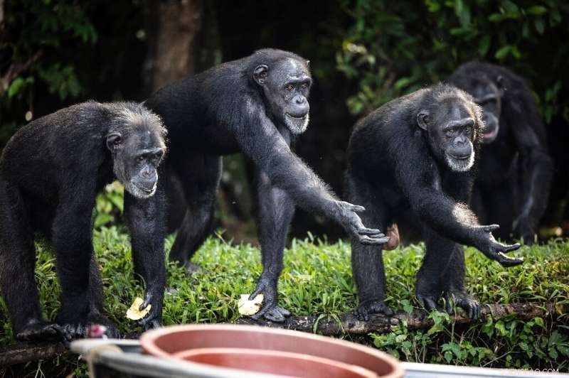 Liberia Chimpanzees Find Sanctuary After Lab Research