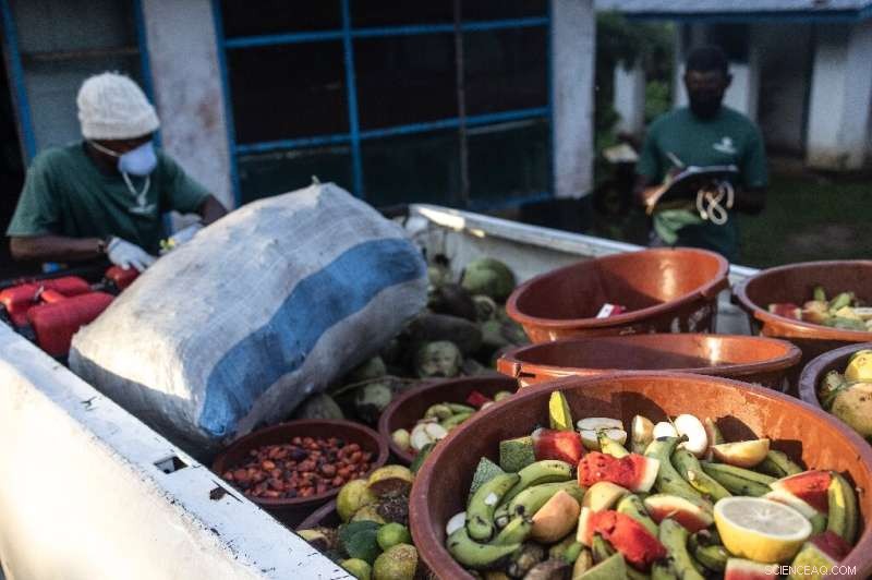 Liberia Chimpanzees Find Sanctuary After Lab Research