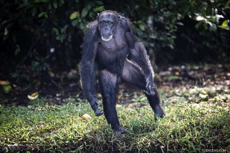 Liberia Chimpanzees Find Sanctuary After Lab Research