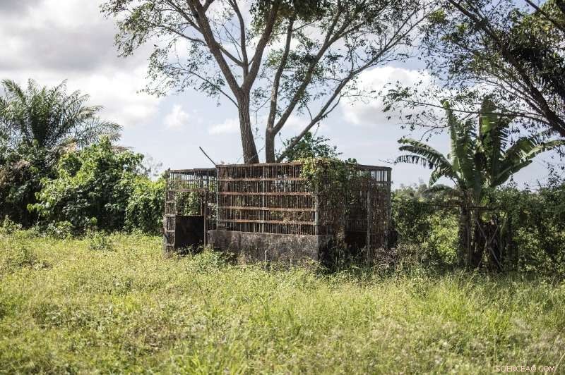 Liberia Chimpanzees Find Sanctuary After Lab Research
