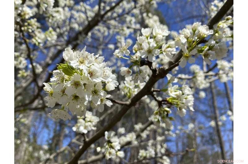 Callery Pear Invasion: Understanding the Invasive Threat