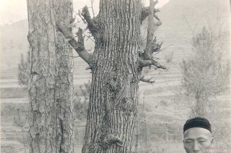 Callery Pear Invasion: Understanding the Invasive Threat