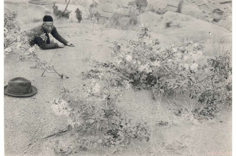 Callery Pear Invasion: Understanding the Invasive Threat