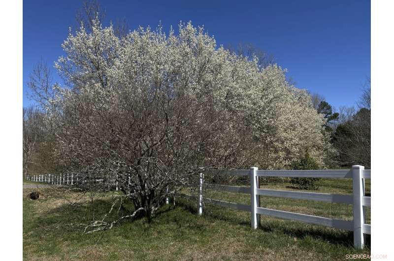 Callery Pear Invasion: Understanding the Invasive Threat