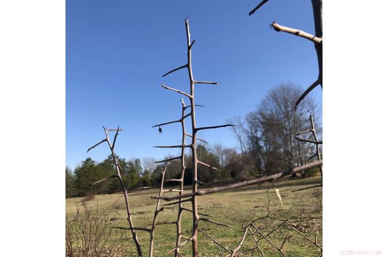 Callery Pear Invasion: Understanding the Invasive Threat