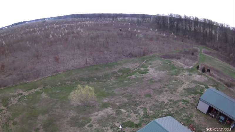 Callery Pear Invasion: Understanding the Invasive Threat