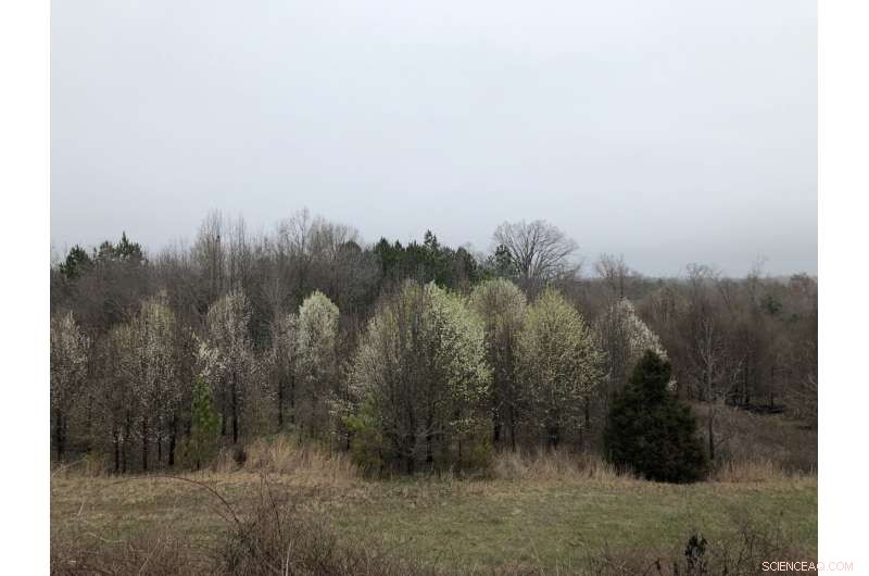 Callery Pear Invasion: Understanding the Invasive Threat