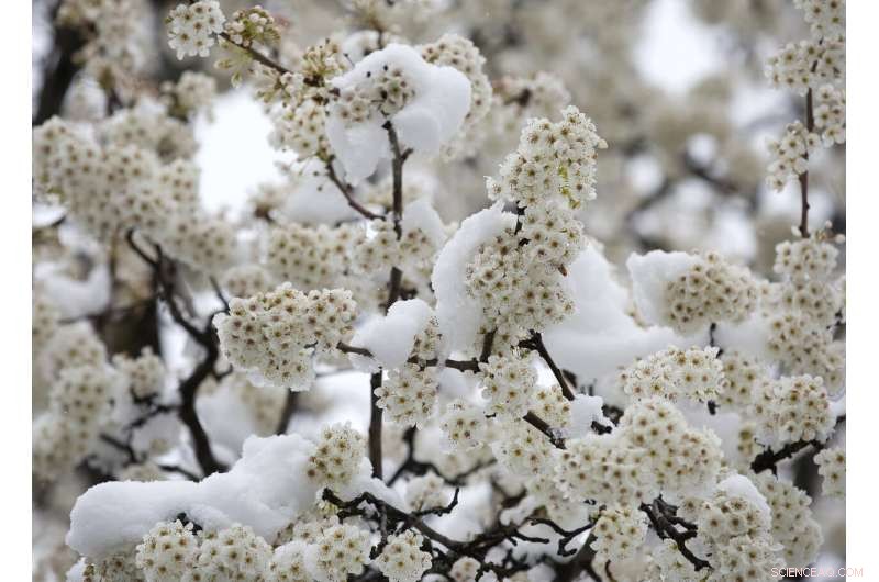 Callery Pear Invasion: Understanding the Invasive Threat
