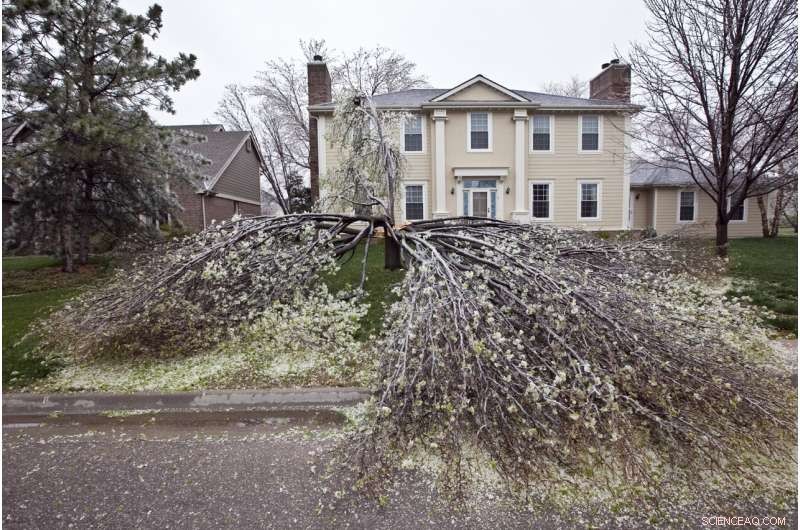 Callery Pear Invasion: Understanding the Invasive Threat