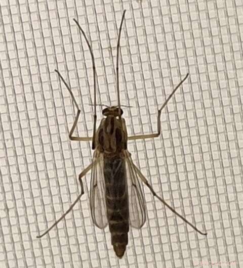 Pesticide Exposure: How Midges Impact Birds and Bats