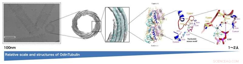 OdinTubulin: A Key Protein Bridging Eukaryotes and Prokaryotes Discovered