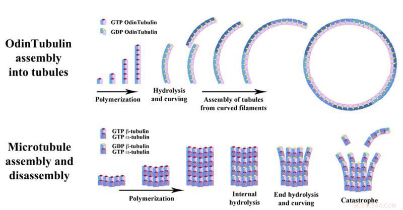 OdinTubulin: A Key Protein Bridging Eukaryotes and Prokaryotes Discovered