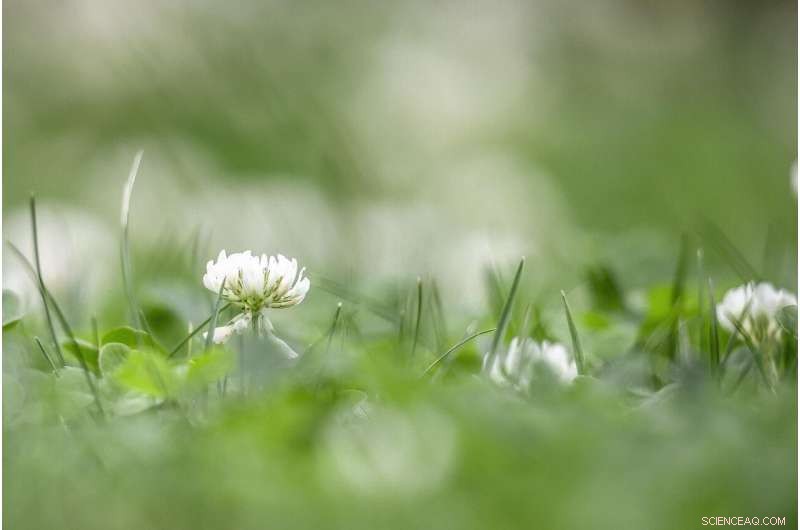 Urbanization Drives Evolution in White Clover: A Global Study