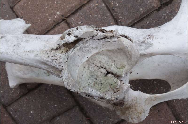 How Wolves Help Maintain Healthy Moose Populations | Wildlife Research