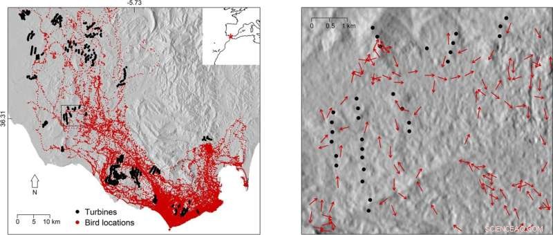Wind Turbines & Birds: Assessing Coexistence in Southern Spain