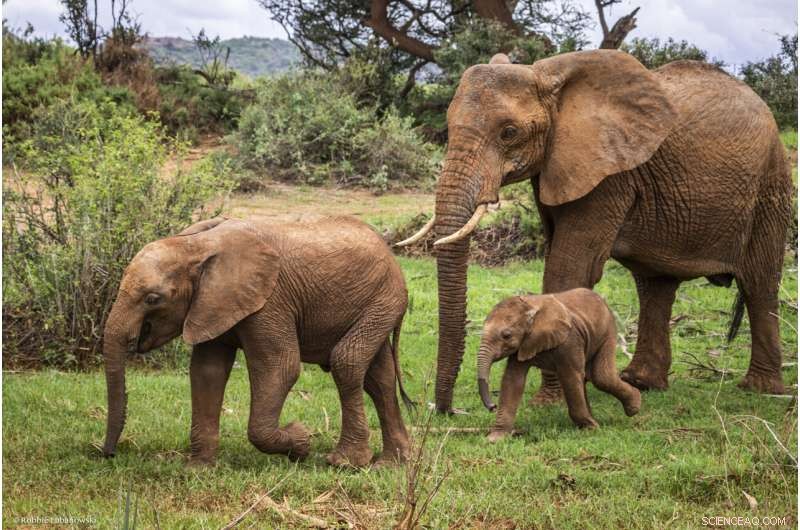 New Mothers & Elephant Herds: No Downtime for Survival