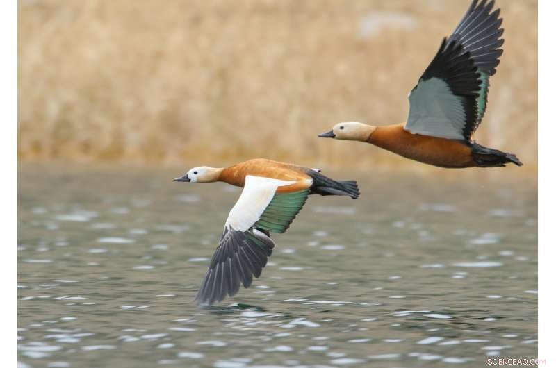 Do Protected Areas Really Protect Biodiversity? New Research Reveals Mixed Results