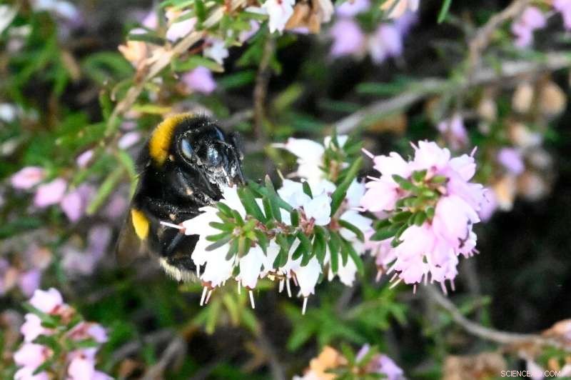 Climate Change Impacts: Small Bees Thrive While Bumblebees Decline - Research