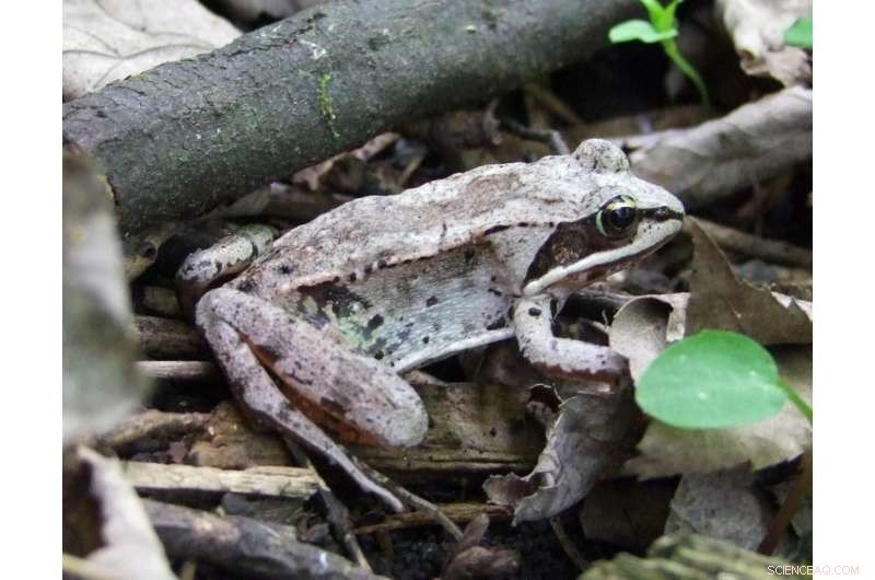 Wood Frog Chorus Research: How Song Influences Mating Success